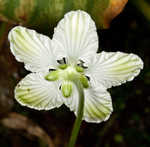 Kidneyleaf grass of Parnassus